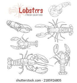 Lobsters und crustaceans vector set  Hand drawn illustrations  Collection realistic sketches sea animals 