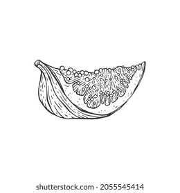 Feigenfrucht-Lobby in handgezeichnet geätzter Vektorgrafik einzeln auf weißem Hintergrund. Botanische Detailzeichnung von süßen frischen Feigen.