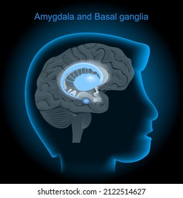 Location of the amygdalae and basal ganglia in the human brain. Amygdala and Limbic system. Human's head with brain on dark background. side view of basal nuclei. Vector poster