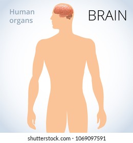 the location of the brain in the body, the human nervous system