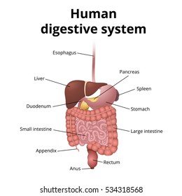 The Location Of The Gastrointestinal Tract In The Body, The Human Digestive System, GI Tract Organs