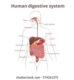 the location of the gastrointestinal tract in the body, the human digestive system