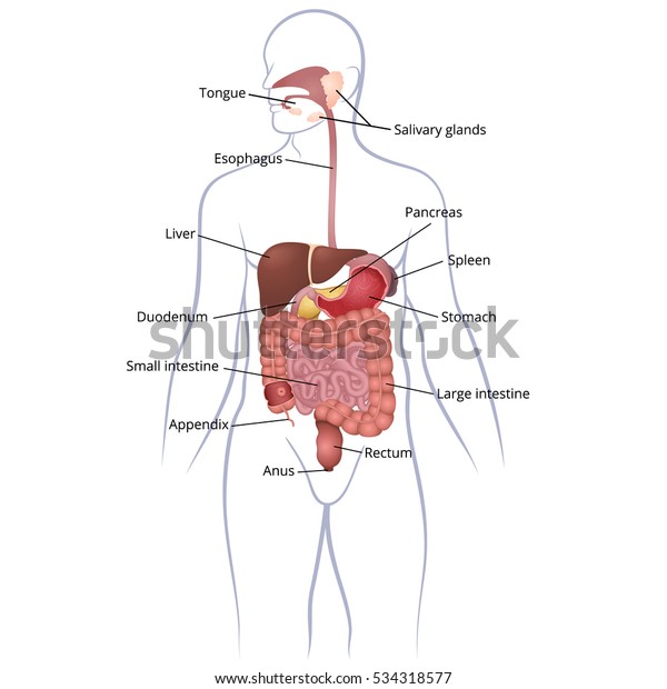 the location of the\
gastrointestinal tract in the body, the human digestive system, GI\
tract organs