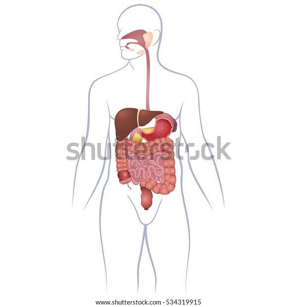 人間の消化器系という 体内の消化管の位置 のベクター画像素材 ロイヤリティフリー