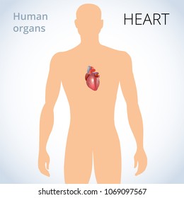 the location of the heart in the body, the human circulatory system