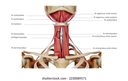 The location of the human hyoid muscles. Vector 3D illustration