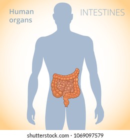the location of the intestines in the body, the human digestive system