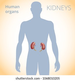 the location of the kidneys in the body, the human excretory system