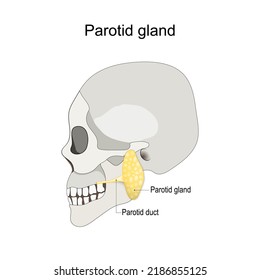 Location of the left parotid gland in humans. Humans skull with salivary gland and parotid duct. vector illustration