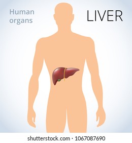 the location of the liver in the body, the human digestive system