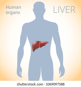 Location Liver Body Human Digestive System Stock Vector (royalty Free 