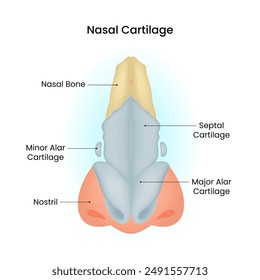 Location of Nasal Bone and Cartilage