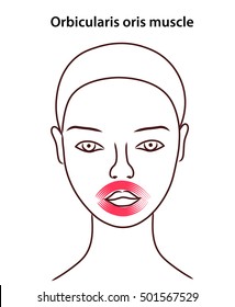 The location of orbicularis oris muscle on the face of young girl. Facial muscles area. Flat icon.  