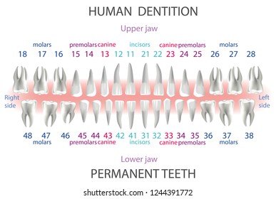 location and order of human teeth, types of dentist numbering - Shutterstock ID 1244391772