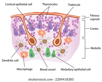 Location, Structure, and Histology of the Thymus The thymus lies above the heart. The trabeculae
and lobules.