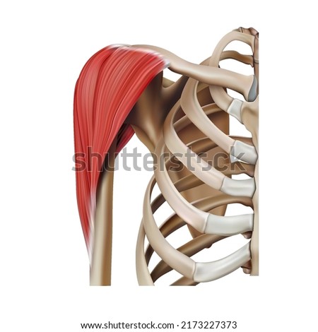 The location and structure of the muscles of the human shoulder on a white background. Vector 3D illustration