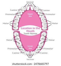 Location of tooth, teeth types. Place in mouth. Upper, lower palatal. Incisor, canine, premolar, molar. Posterior, anterior. Colored four adult human teeth group names. Vector illustration