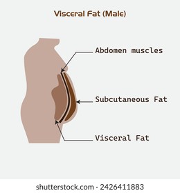 Ubicación de la grasa visceral almacenada dentro de la cavidad abdominal, grasa visceral y grasa subcutánea que se acumulan alrededor de la cintura, hombre, mujeres Ilustración sobre diagrama médico.