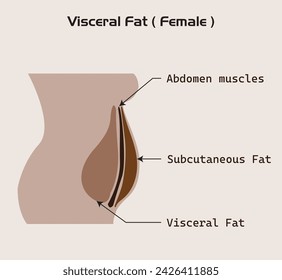 Location of Visceral fat stored within the abdominal cavity, Visceral fat and subcutaneous fat that accumulate around your waistline, man, women Illustration about medical diagram.obesity side view.