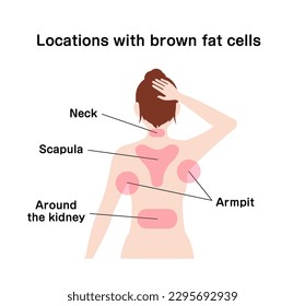 Lugares con celdas de grasa marrón ilustración vectorial