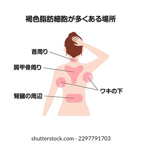 Locations with brown fat cells vector illustration. Translation: Neck, Scapula, Armpit, Around the kidney.