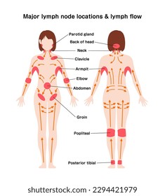 Locations of major lymph nodes and lymph flows. Vector illustration