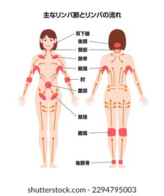 Locations of major lymph nodes and lymph flows illustration. Translation:Locations of major lymph nodes, Parotid gland, Back of head, Neck, Clavicle, Armpit, Elbow, Abdomen, Groin, Popliteal, 