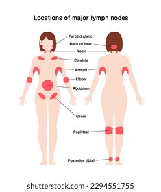 Locations of major lymph nodes vector illustration