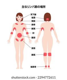 Locations of major lymph nodes vector illustration. Translation:Locations of major lymph nodes, Parotid gland, Back of head, Neck, Clavicle, Armpit, Elbow, Abdomen, Groin, Popliteal, Posterior tibial.