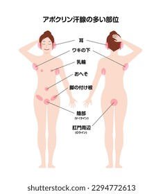 Locations with many apocrine glands vector illustration. Translation: Locations with many apocrine glands, Ear, Armpit, Areola, Belly button, Groin, Pubic area, Anus.