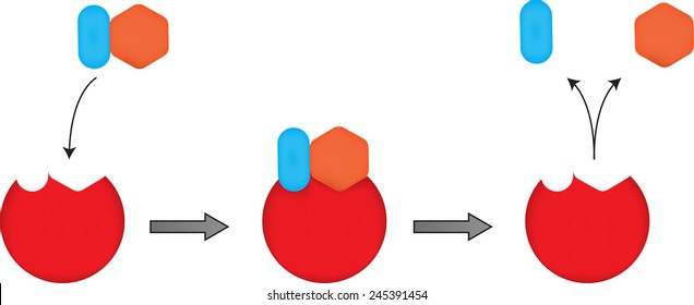 The Lock And Key Mechanism Of Enzymes