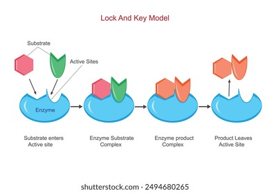 The lock and key model in enzyme catalysis describes how specific enzyme active sites perfectly fit substrate molecules, like a key fits into a lock, facilitating the reaction.