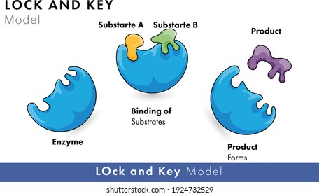 Lock and key model of enzyme kinetics for biochemistry and molecular biology