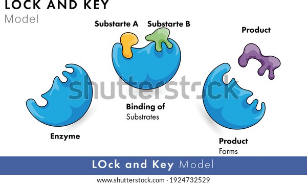 Lock and key model of enzyme kinetics for\
biochemistry and molecular\
biology