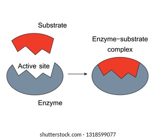 Enzymes Images, Stock Photos & Vectors | Shutterstock