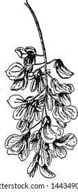 Locust Blossom Seeds vintage illustration. 