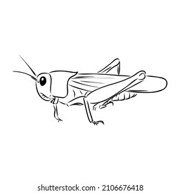 1,095 Locust sketch Stock Vectors, Images & Vector Art | Shutterstock