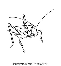 locust, contour sketch isolated on white background vector