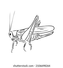 locust, contour sketch isolated on white background vector