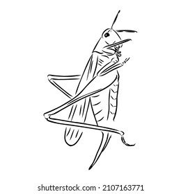 1,095 Locust sketch Stock Vectors, Images & Vector Art | Shutterstock