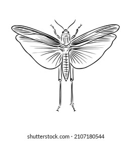 locust, contour sketch isolated on white background vector