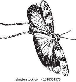 Locust, From the Dictionary of Word and Things, 1888.