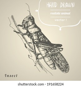 Locust or grasshopper. Hand drawn vector illustration.