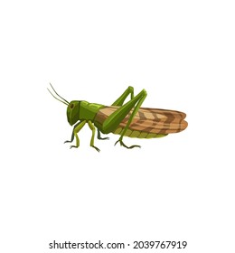 Locust grasshopper icon, pest control insect, vector isolated. Pest control disinfection, extermination and disinsection. Domestic and agriuclture insects disinfestation