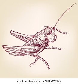 Locust or grasshopper -insect  hand drawn vector llustration realistic sketch