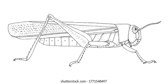 Locust. Hand drawing black realistic outline vector image.