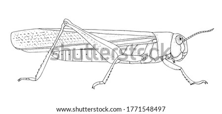 Locust. Hand drawing black realistic outline vector image.