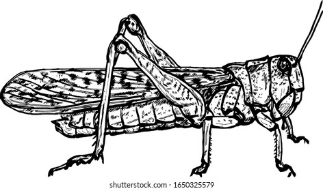 A locust insect. Hand drawn vector illustration. 