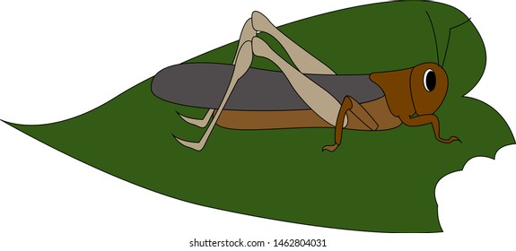 Locust on leaf, illustration, vector on white background.