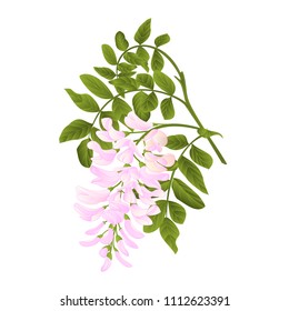 2,622 Acacia flower vector Images, Stock Photos & Vectors | Shutterstock